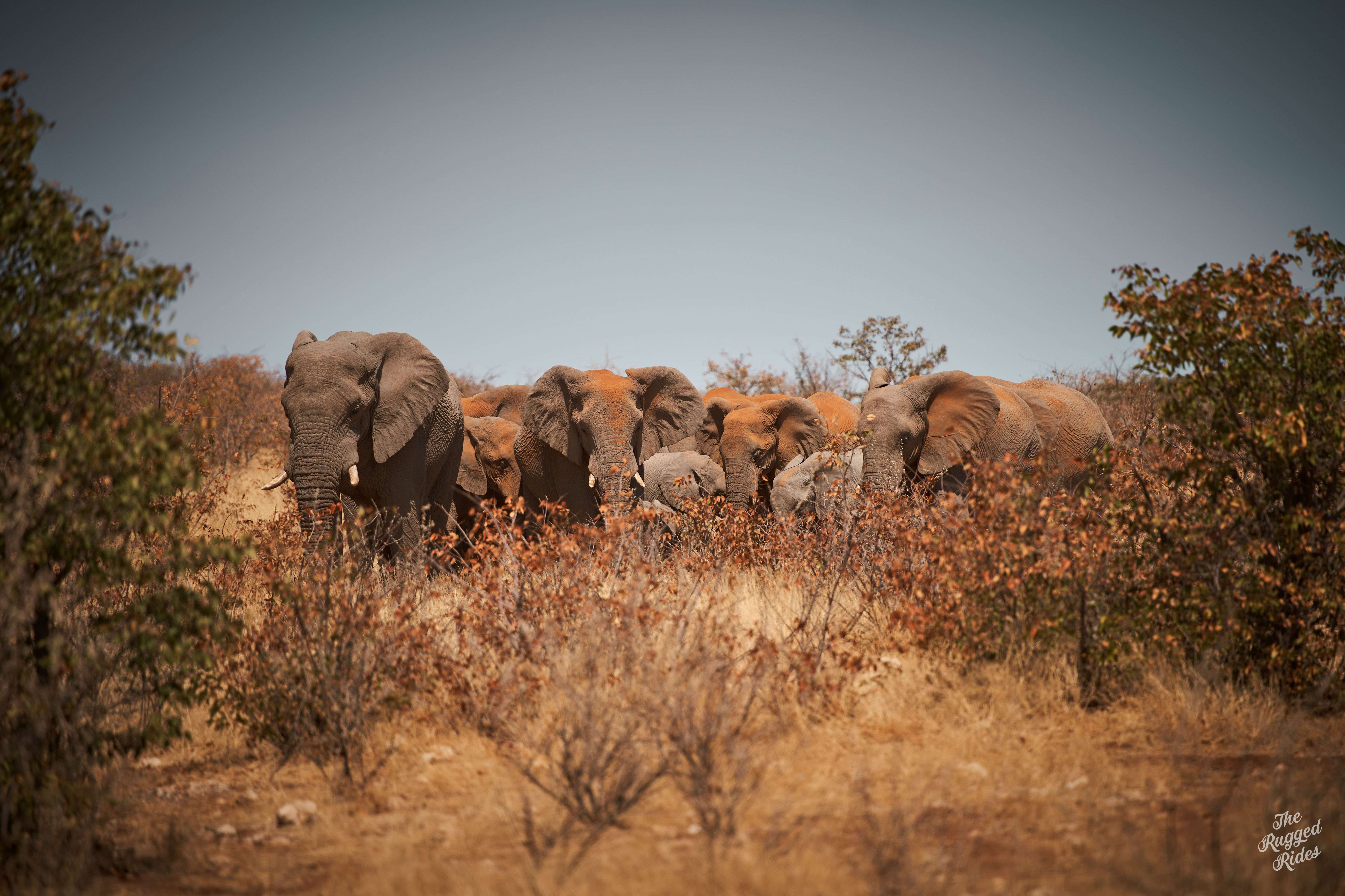 Namibia 2025 - Animals