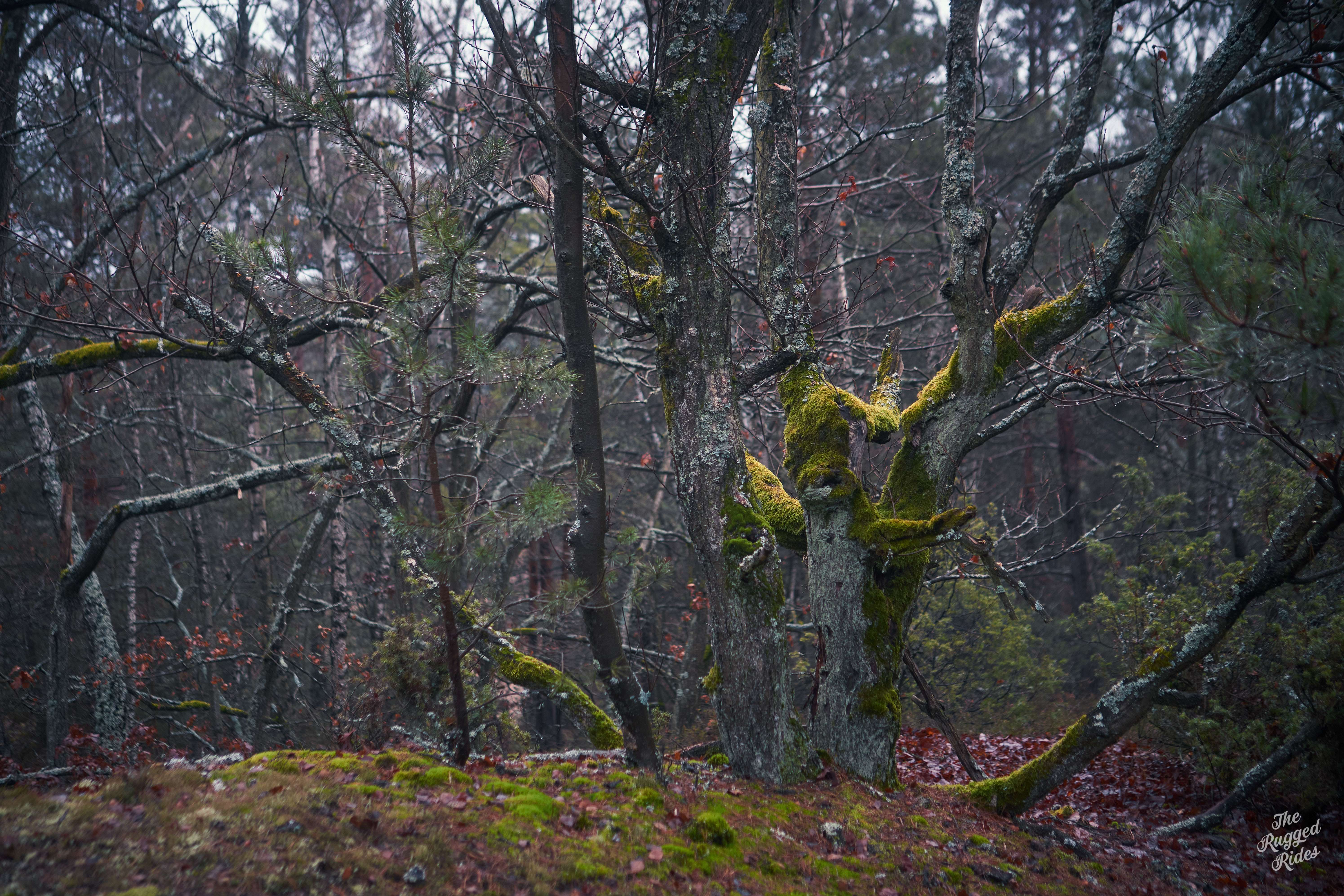 All that matters is mud and speed… December and the forest!